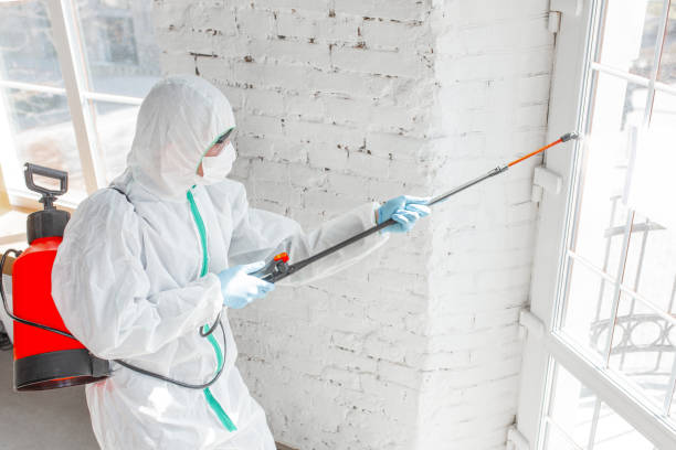 Why You Should Choose Our Mold Remediation Services in Elk River, MN