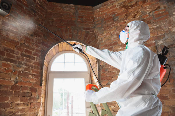 Mold Removal